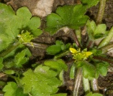 Ranunculus chius