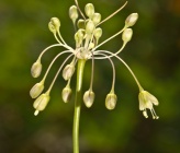 Allium hymettium