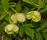 Helleborus odorus subsp cyclophyllus