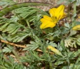 Hypecoum torulosum