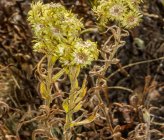 Helichrysum plicatum