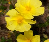 Helianthemum nummularium subsp tomentosum