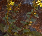 Verbascum mykales