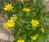 Ficaria verna subsp chrysocephala