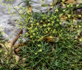 Galium melanantherum