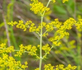 Galium verum subsp verum