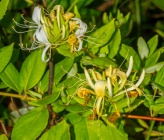 Lonicera japonica