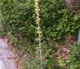 Verbascum euboicum