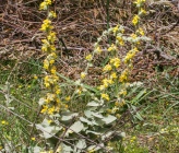 Verbascum phlomoides