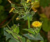Sonchus oleraceus