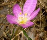 Colchicum boissieri