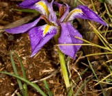 Iris unguicularis subsp angustifolia