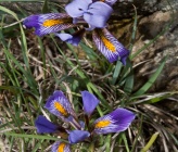 Iris unguicularis subsp cretensis 