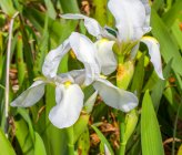 Iris albicans