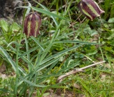 Fritillaria messanensis subsp sphaciotica