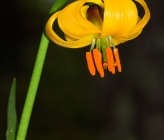 Lilium albanicum