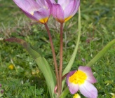 Tulipa bakeri