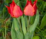 Tulipa agenensis