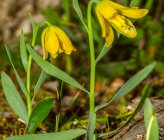 Fritillaria euboeica