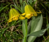 Fritillaria euboeica