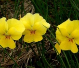 Viola eximia subsp eximia