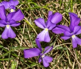 Viola graeca