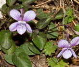 Viola oligyrtia