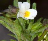 Viola phitosiana