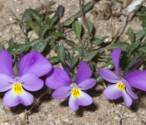 Viola velutina
