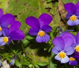 Viola dacica