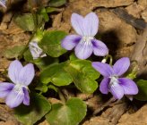 Viola sieheana
