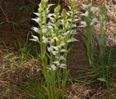 Cephalanthera epipactoides