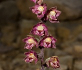 Epipactis subclausa