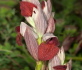 Serapias cordigera subsp cordigera