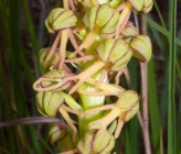 Orchis anthropophorum