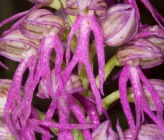 Orchis italica x anthropophorum