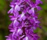 Orchis mascula subsp mascula