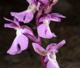 Orchis spitzelii subsp nitidifolia