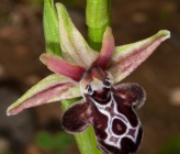 Ophrys ariadnae
