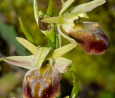Ophrys grammica
