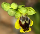 Ophrys heracleotica