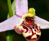 Ophrys stavri