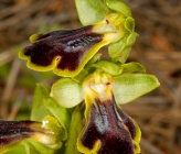 Ophrys persephonae
