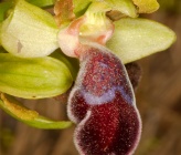 Ophrys polycratis
