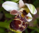 Ophrys umbilicata 