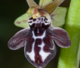 Ophrys cretica var bicornuta