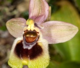 Ophrys dictynnae