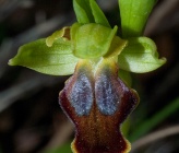 Ophrys kedra