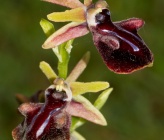 Ophrys macedonica