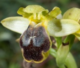 Ophrys pallidula